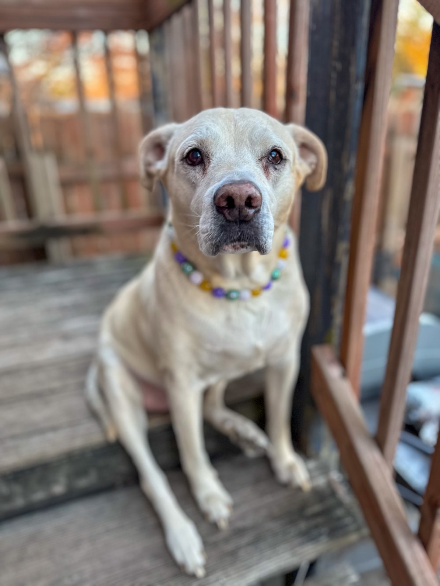 Bubblegum Mardi Gras Beaded Collar