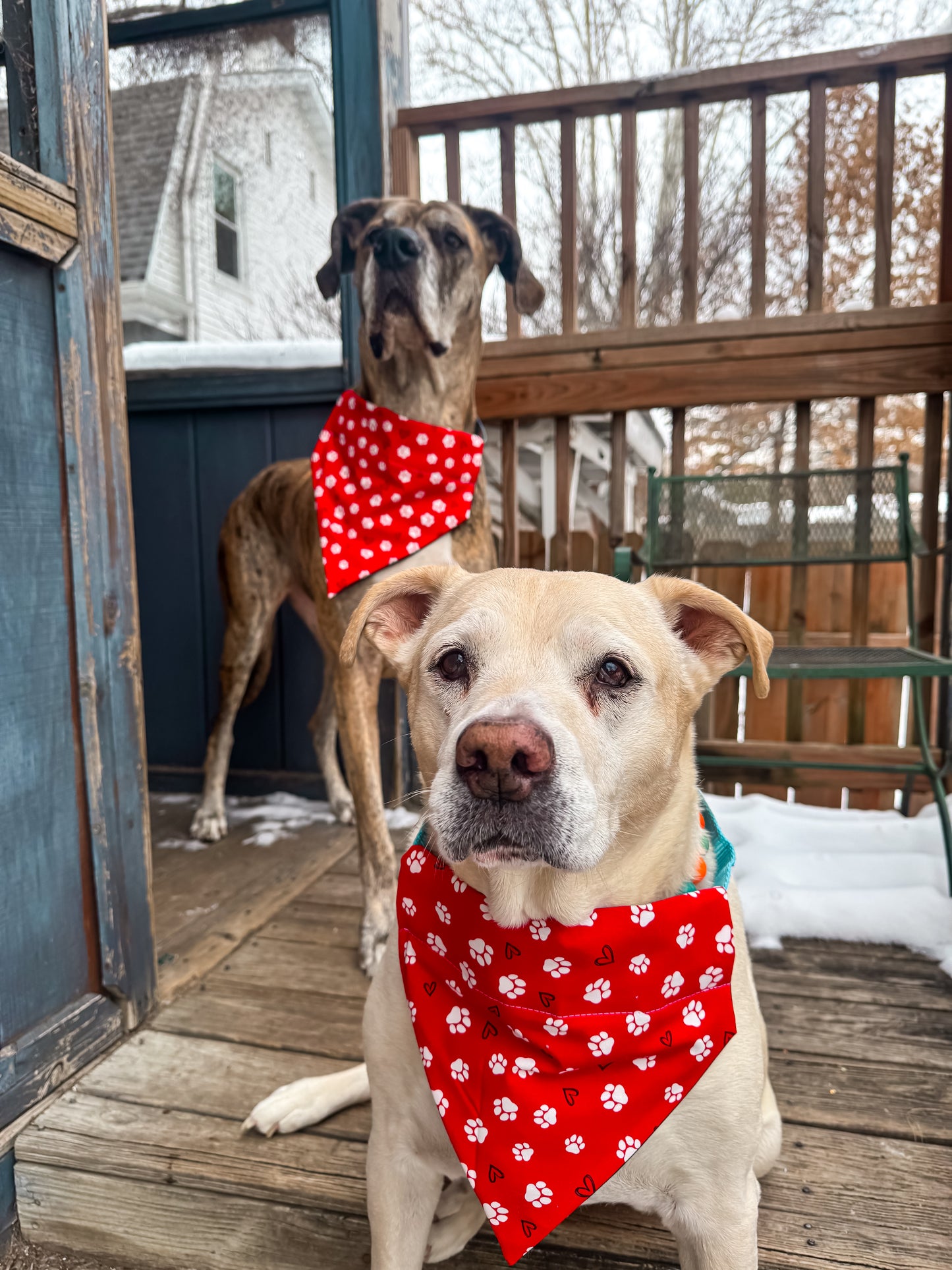 Hearts and Paws Bandana