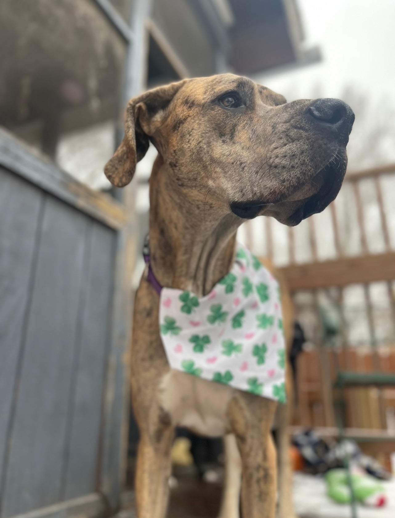 Shamrock Heart Bandana