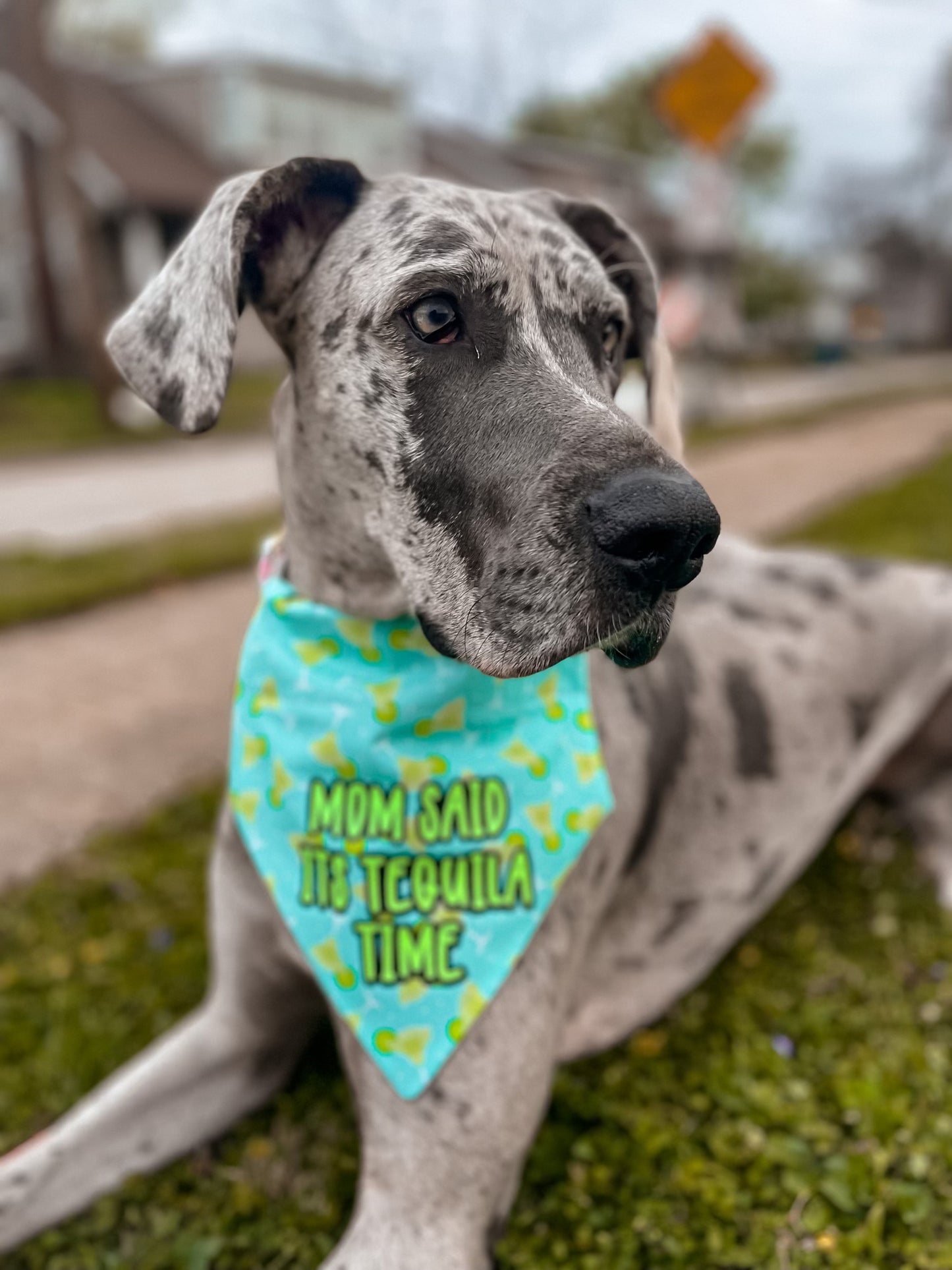 Tequila Time Bandana