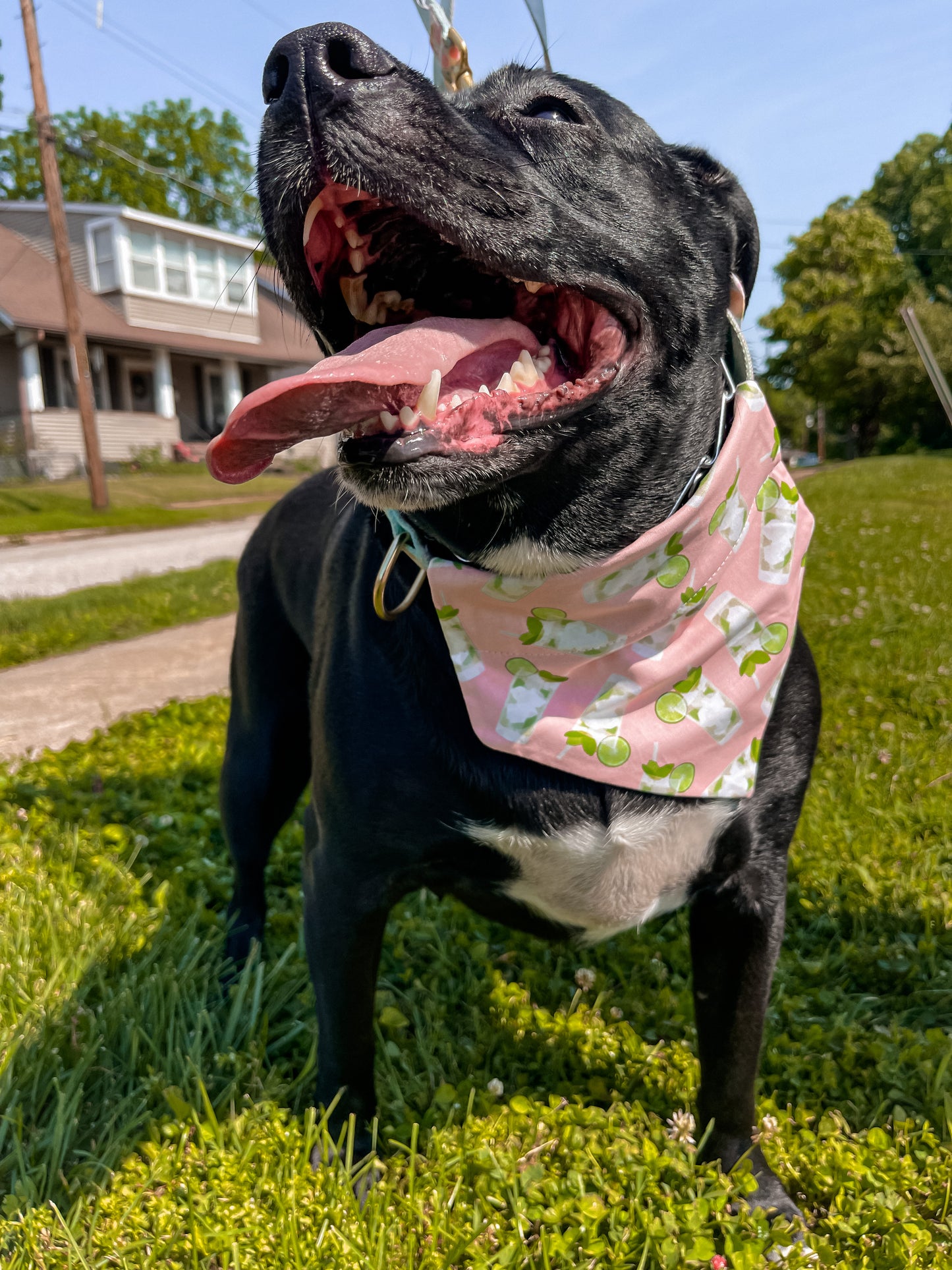 Mojito Bandana