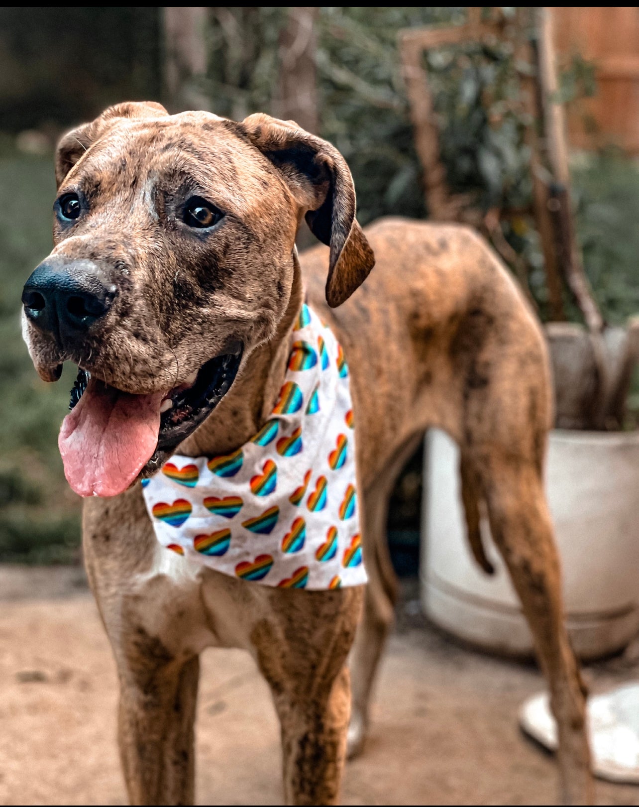 Rainbow Hearts Bandana