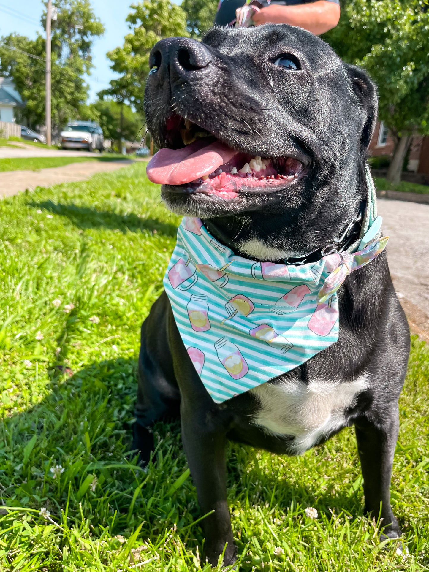 Pink Lemonade Bandana