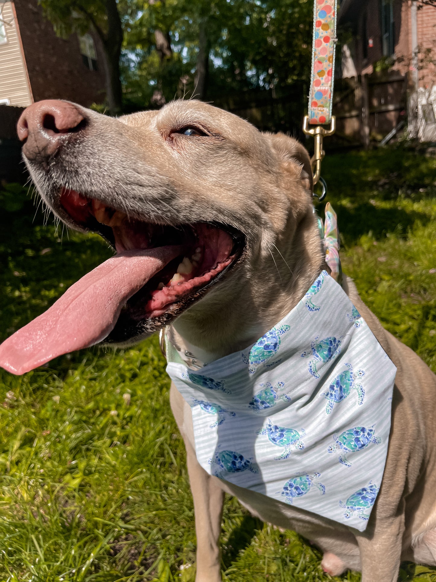 Watercolor Turtles Bandana