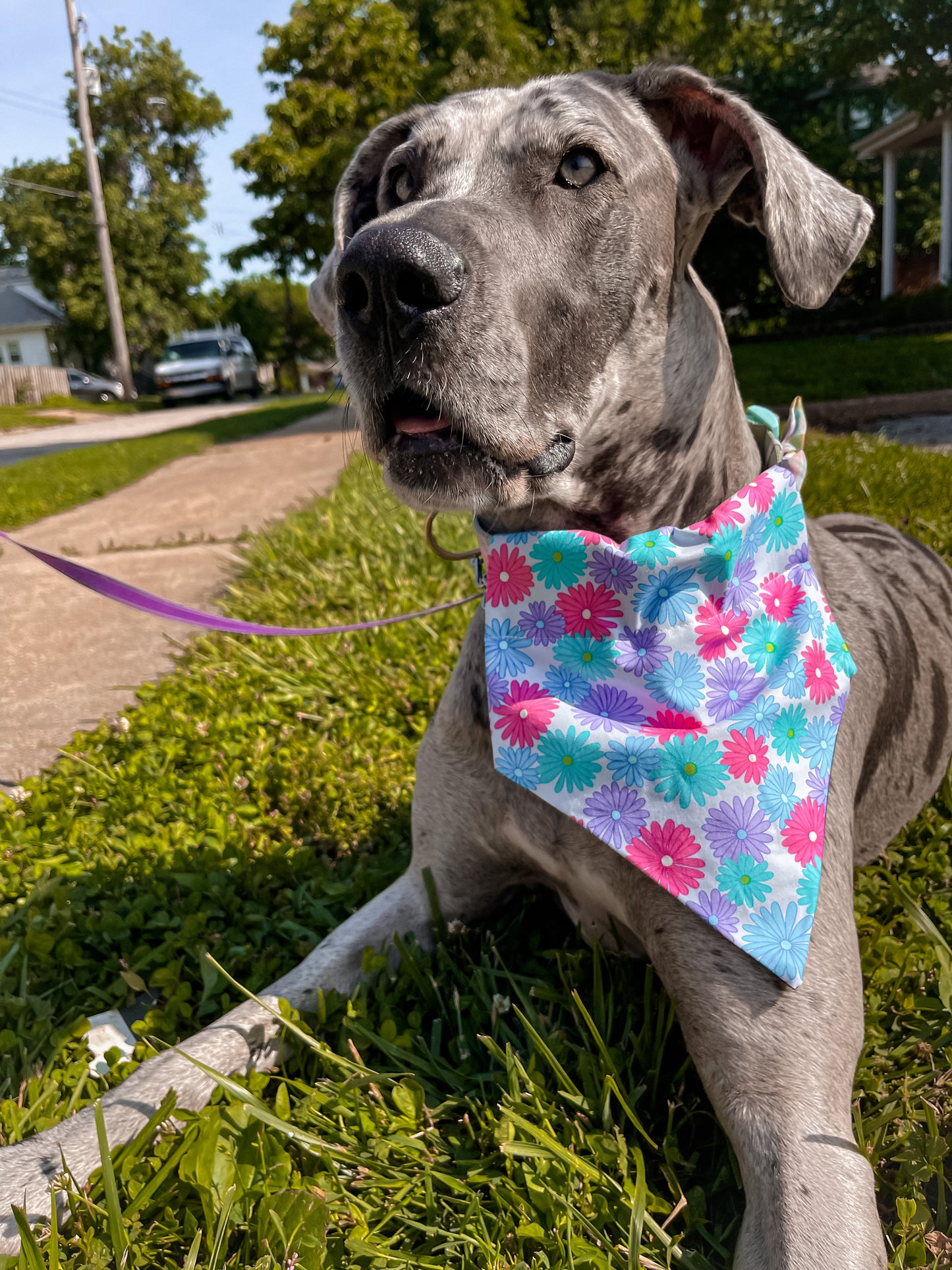 Pastel Daisies Bandana