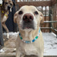 Winter Wonderland Beaded Collar
