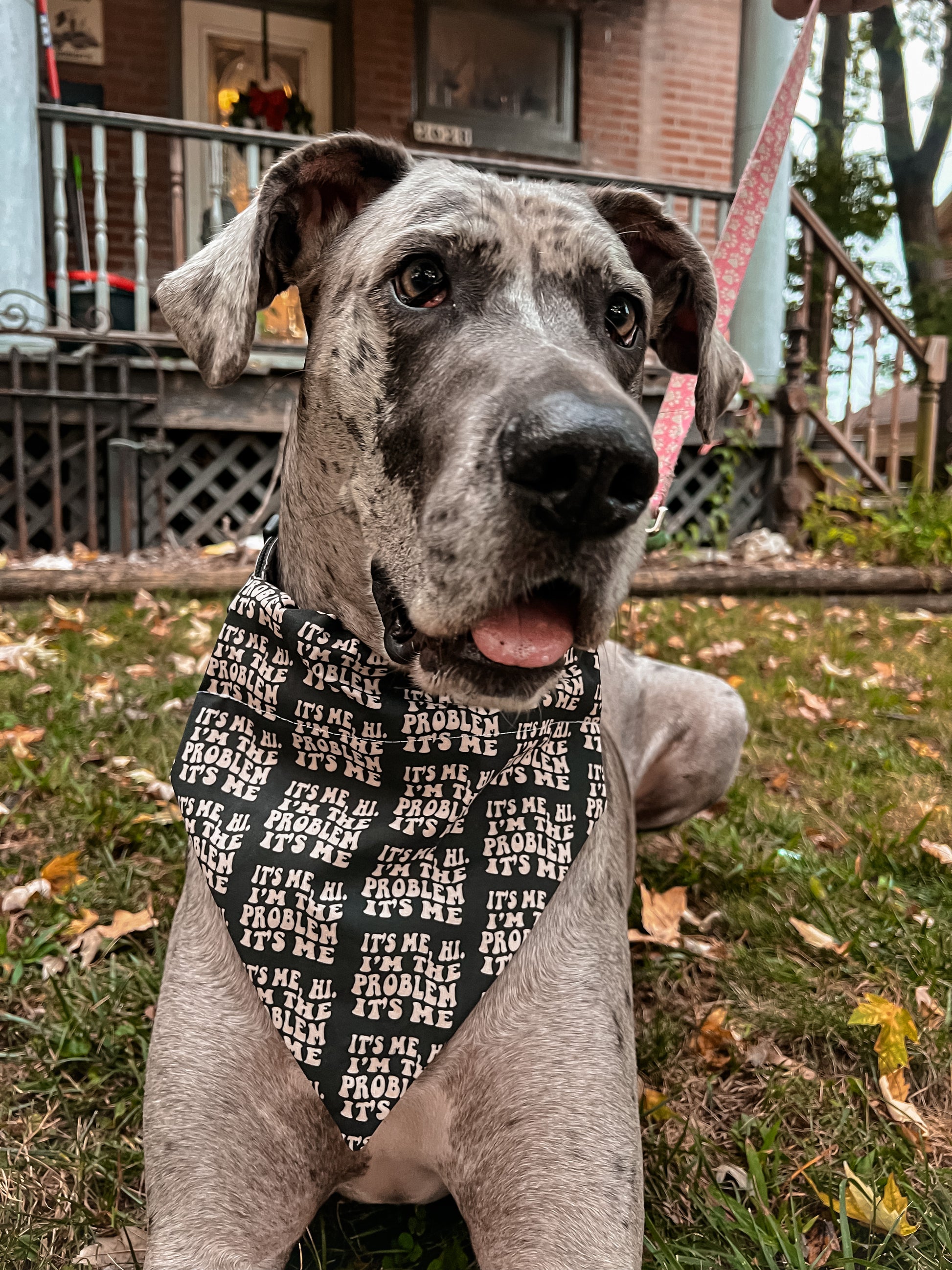 Dog Bone Bandana – Izzy's Barkin' Bandanas