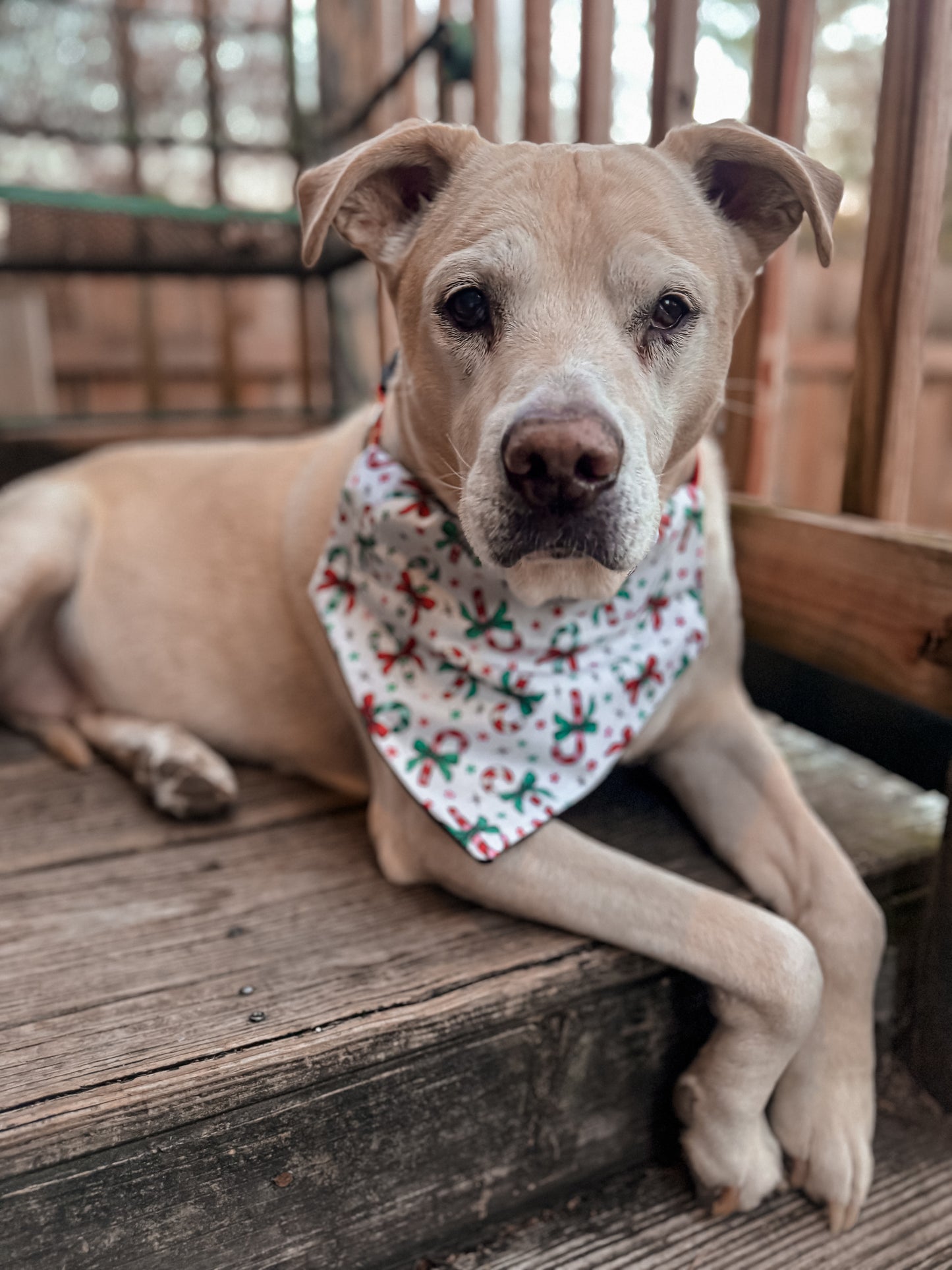 Candy Canes Bandana