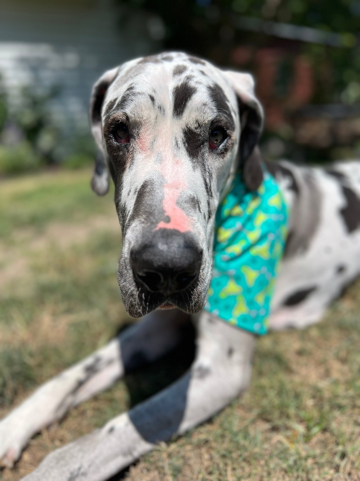 Margaritas Bandana