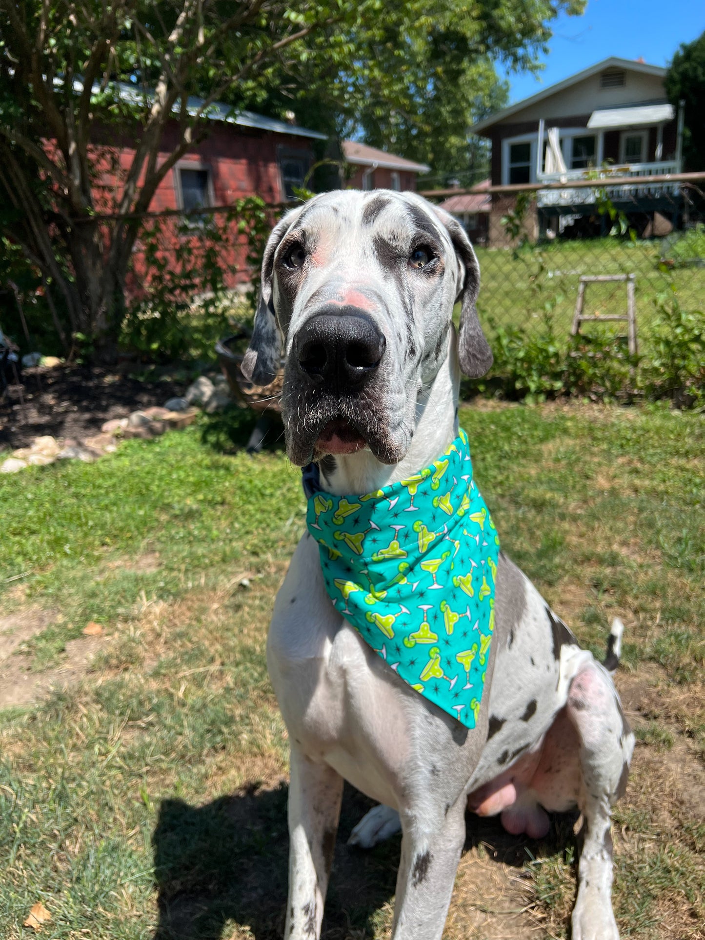 Margaritas Bandana