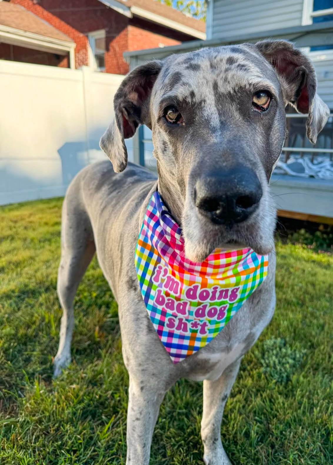 Neon Checkered Bad Dog Shit Bandana