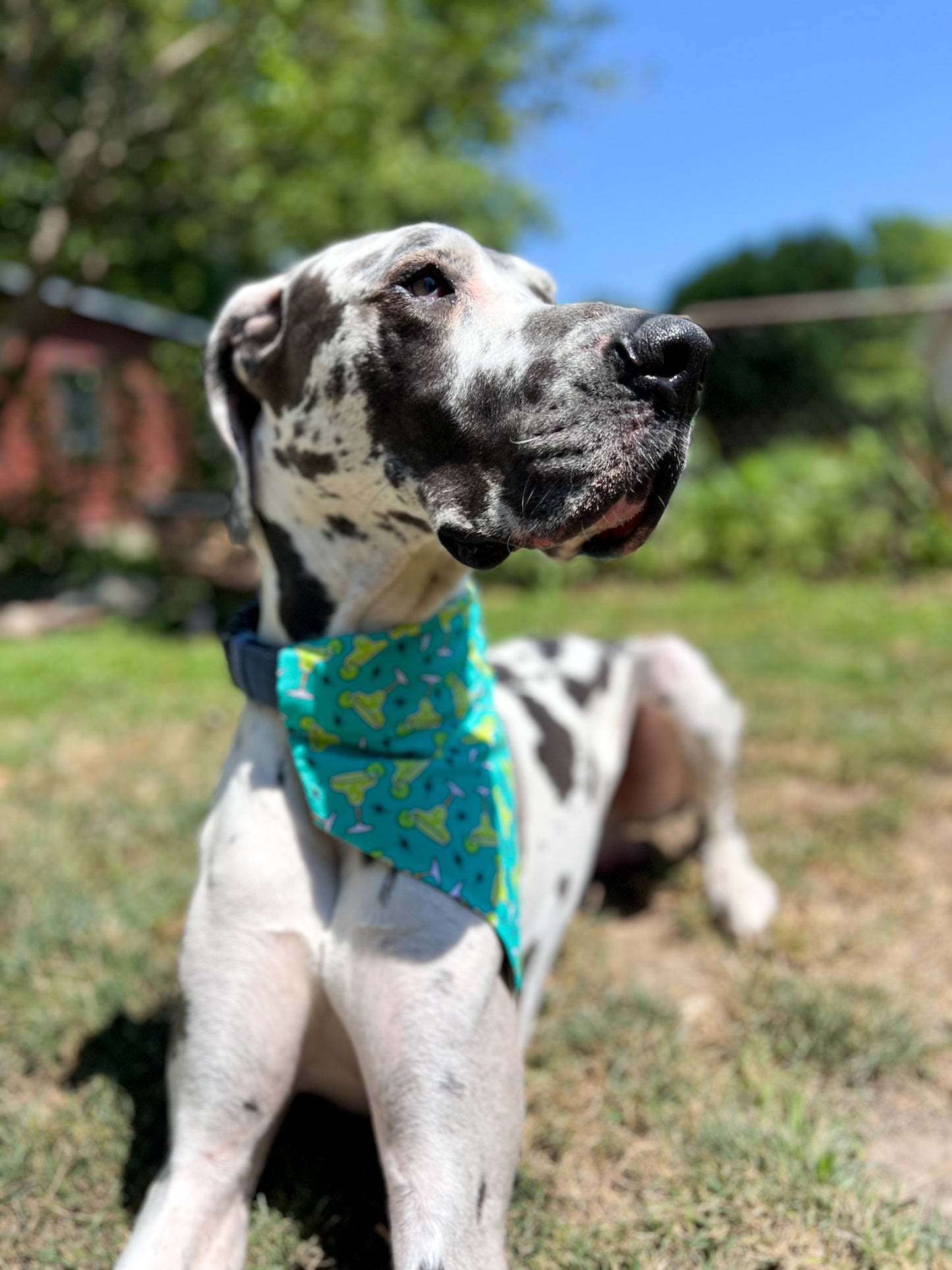 Margaritas Bandana