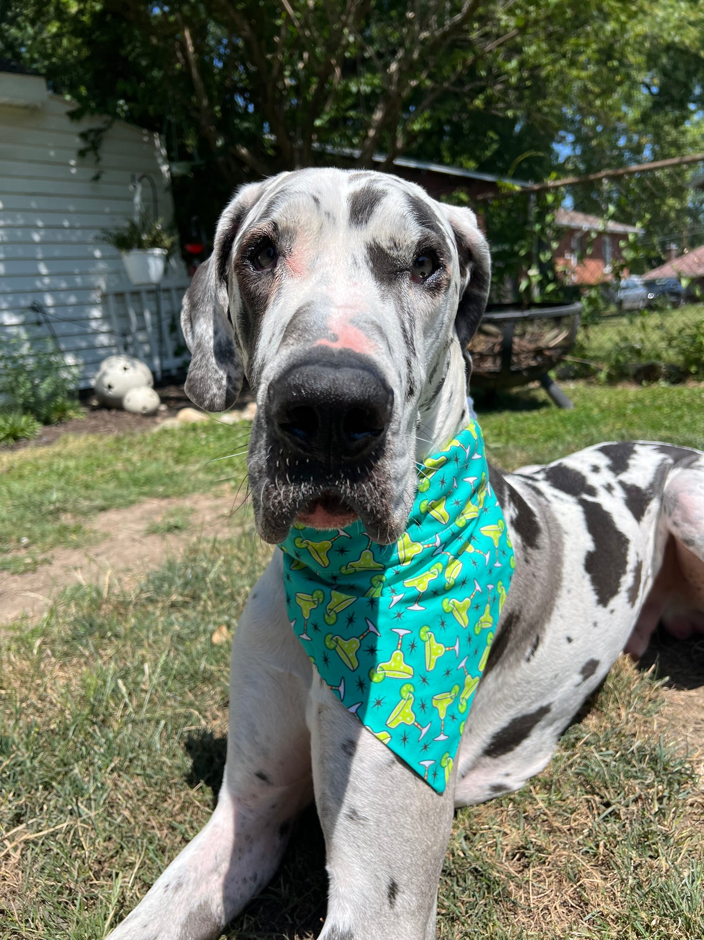 Margaritas Bandana