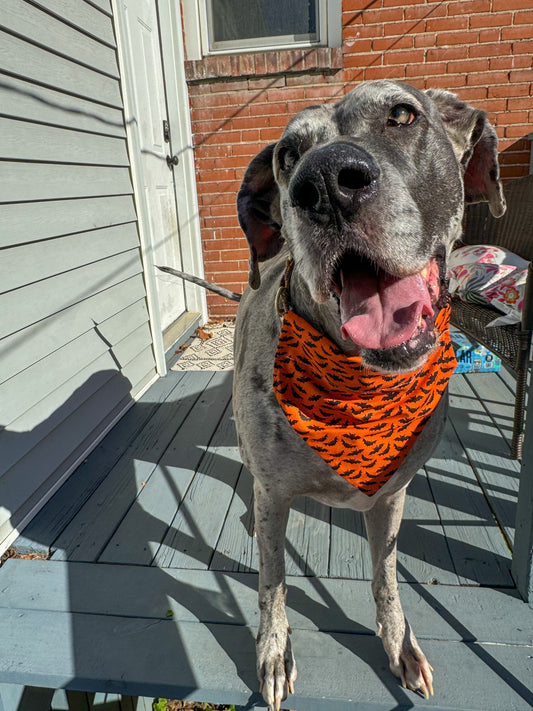 Orange Bats Bandana