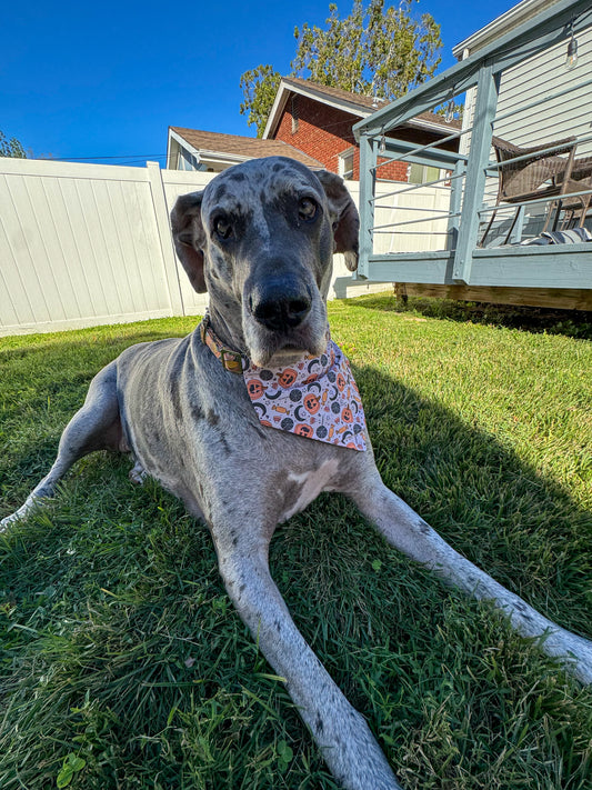 Trick or Treat Bandana