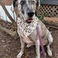 New Year's Eve Dog Bandana