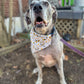New Year's Eve Dog Bandana