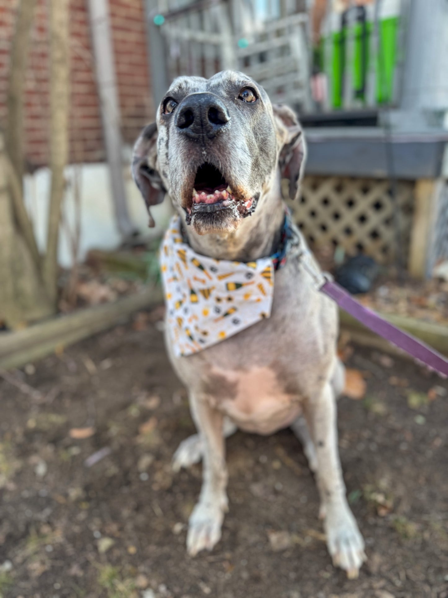 New Year's Eve Dog Bandana