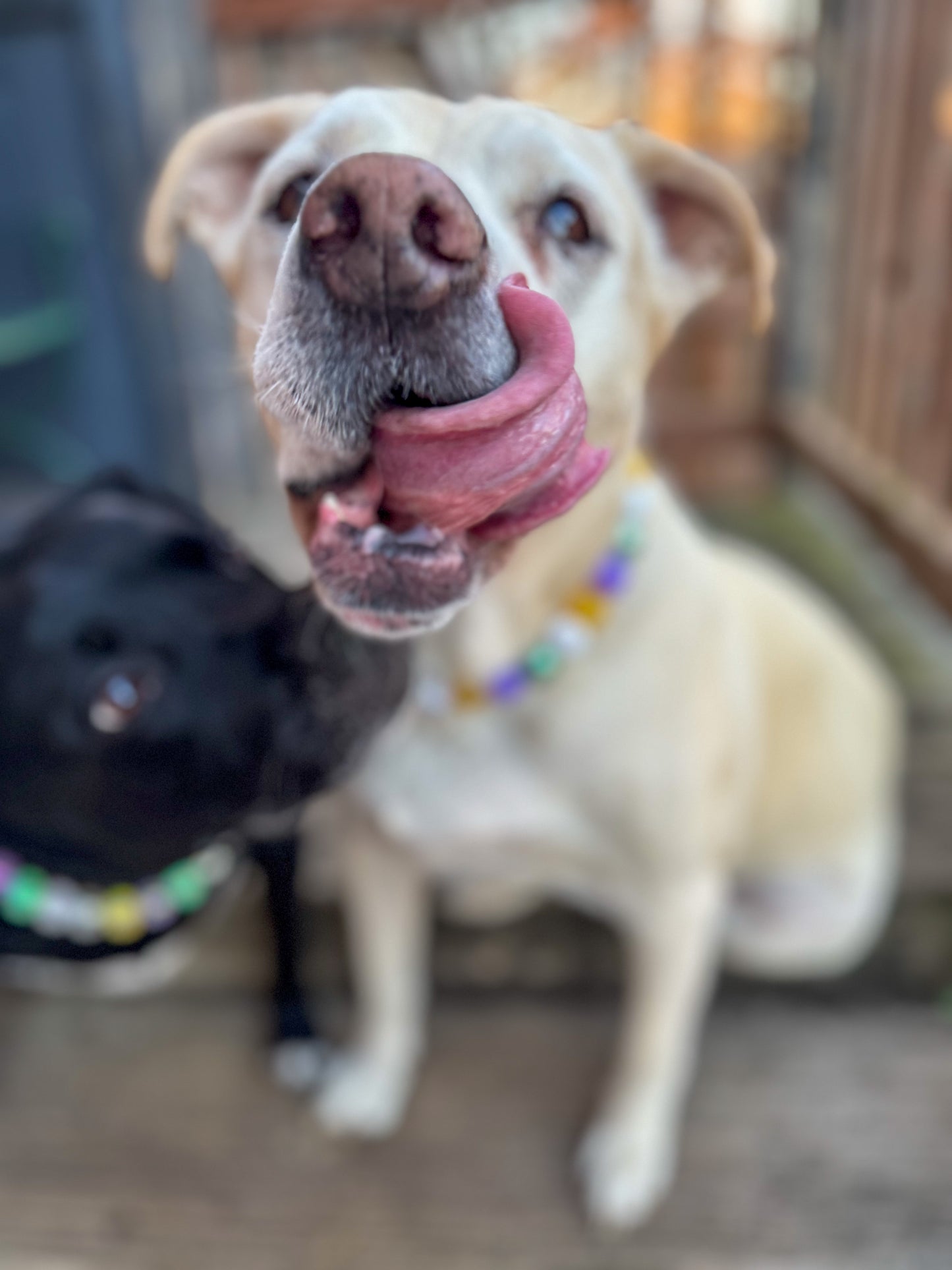Bubblegum Mardi Gras Beaded Collar
