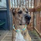 Pastel Mardi Gras Beaded Collar