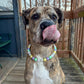 Pastel Mardi Gras Beaded Collar