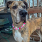 Bubble Pink NYE Beaded Collar