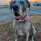 Bubble Pink NYE Beaded Collar