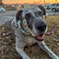 Pastel Mardi Gras Beaded Collar