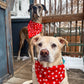 Hearts and Paws Bandana