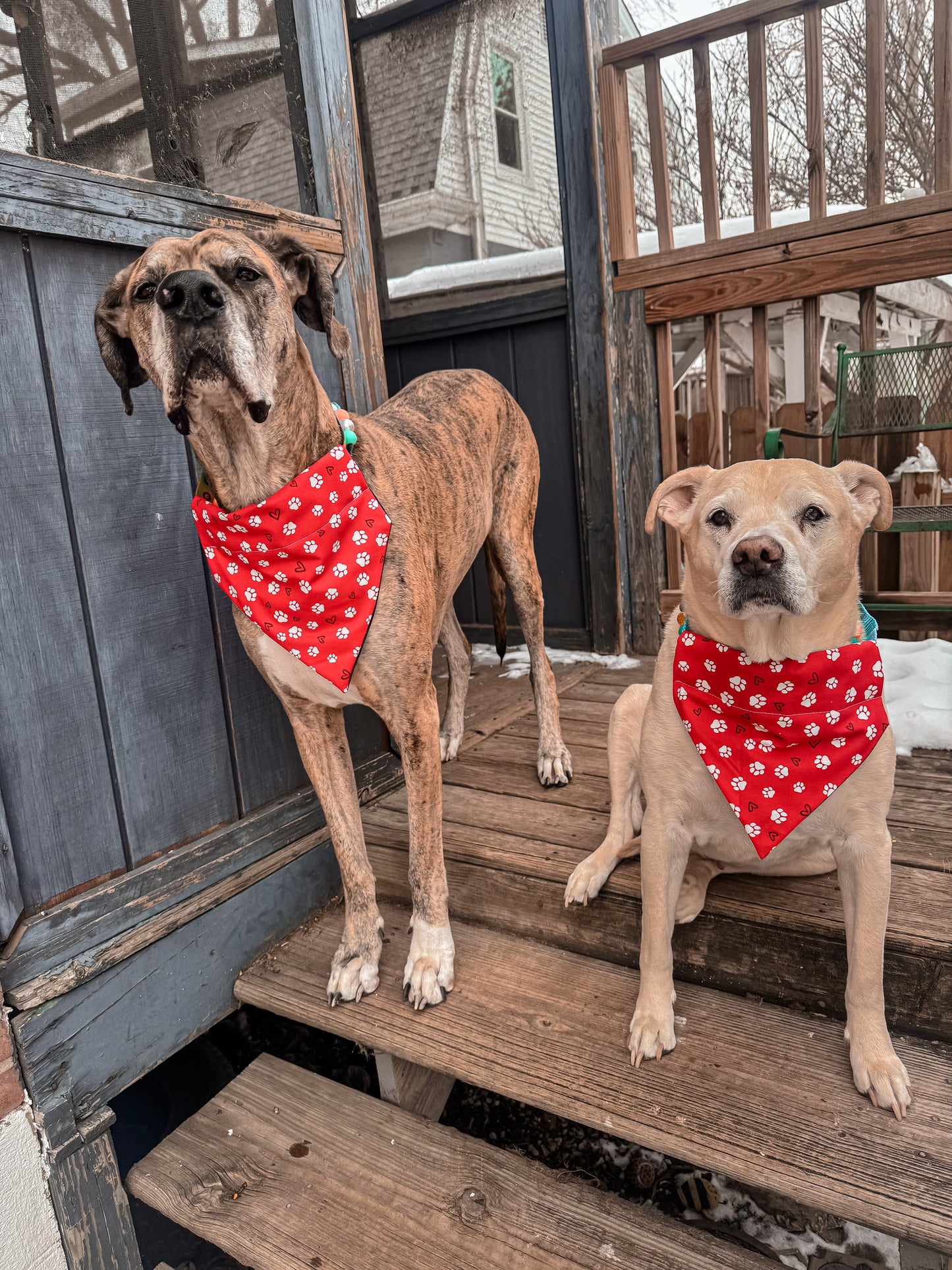 Hearts and Paws Bandana