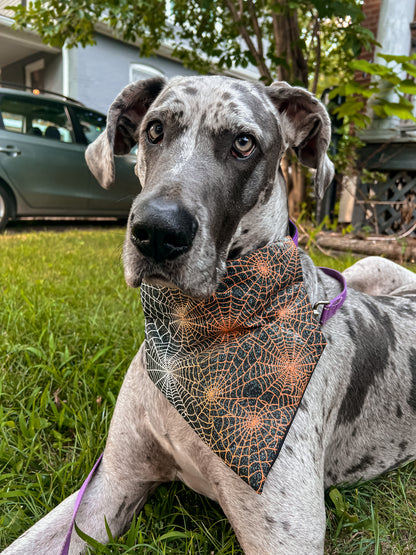 Spider Webs Bandana