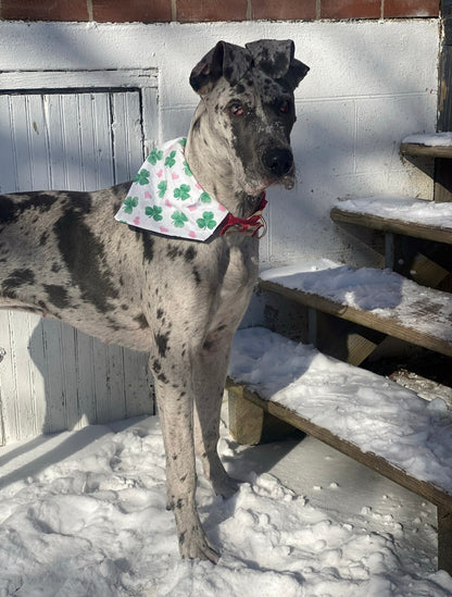 Shamrock Heart Bandana