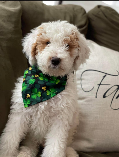 Green and Gold Shamrocks Bandana