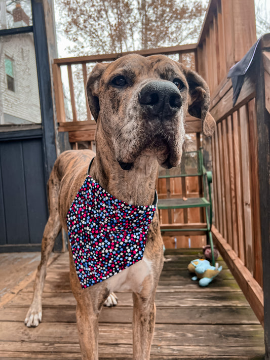 Mini Stars Bandana