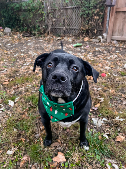 Green Holiday Lights Bandana