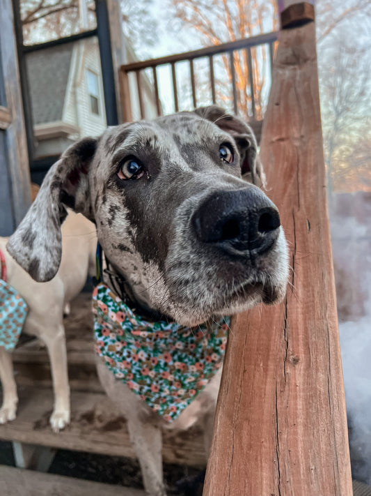 Spring Floral Bandana