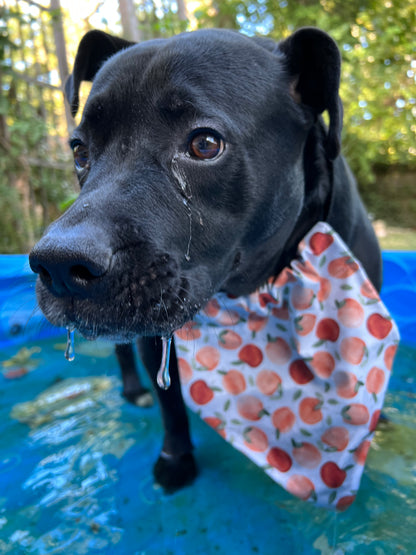 Apple Picking Bandana
