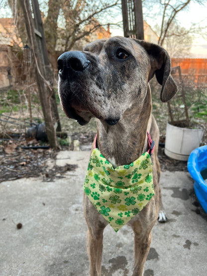 Paw Print Shamrock Bandana
