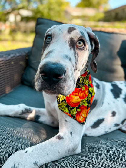 Pumpkin Patch Bandana