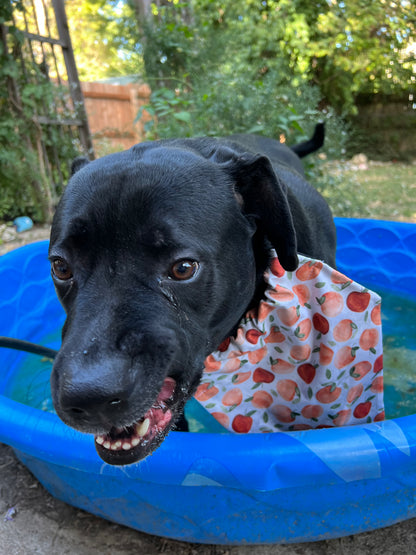 Apple Picking Bandana