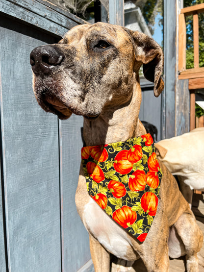 Pumpkin Patch Bandana