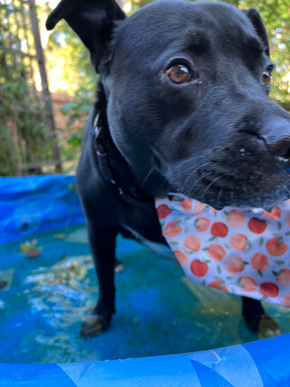 Apple Picking Bandana