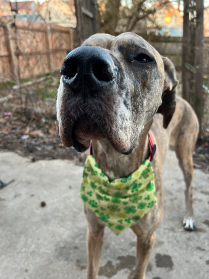 Paw Print Shamrock Bandana